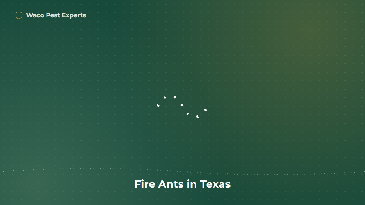 Line illustration representing a fire ant trail in a Texas yard