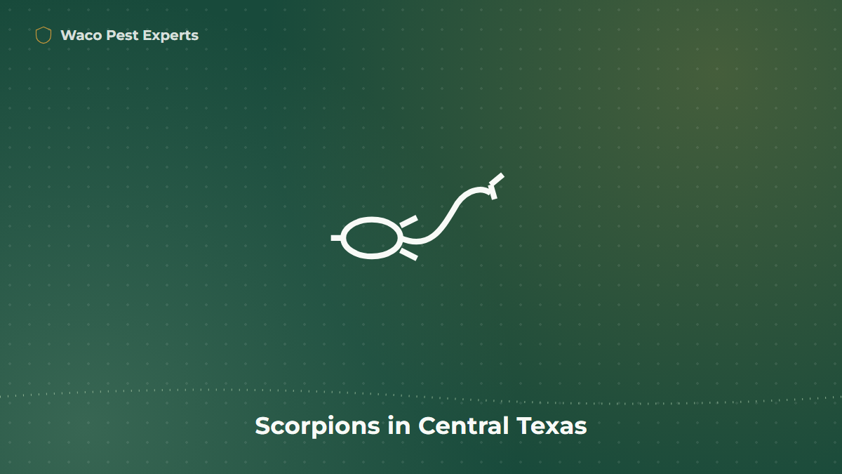 Line illustration representing scorpion activity in Central Texas homes