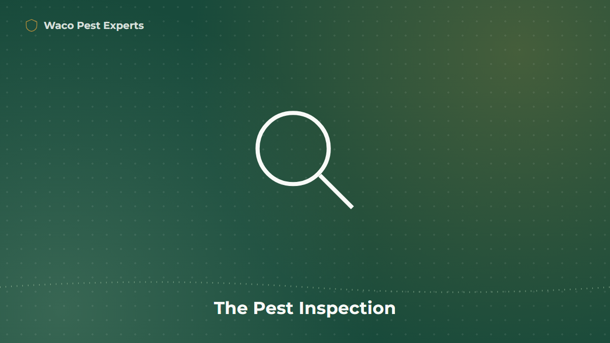 Line illustration of a magnifying glass representing a home pest inspection
